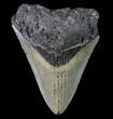 Bargain, Megalodon Tooth - North Carolina #80869-1